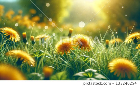 春日蒲公英的柔和景色 135246254