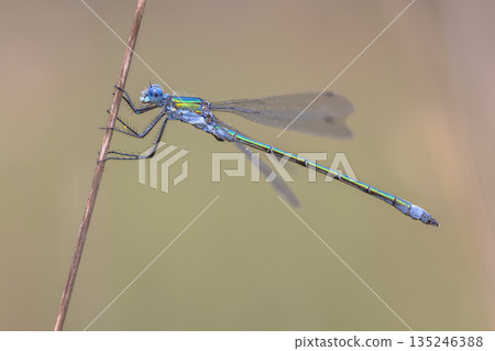 Emerald Damselfly resting on grass Emerald Damselfly resting on grass 135246388