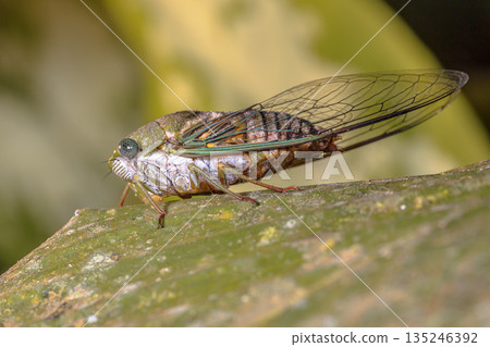 Green Cicada Green Cicada 135246392