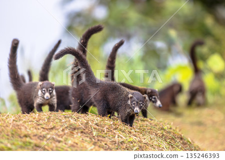 Group of white nosed coati foraging Group of white nosed coati foraging 135246393