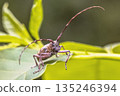 Pine Sawyer Beetle seen from Front 135246394