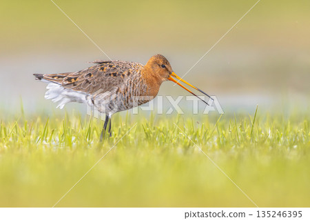 Black-tailed Godwit wader bird walking 135246395
