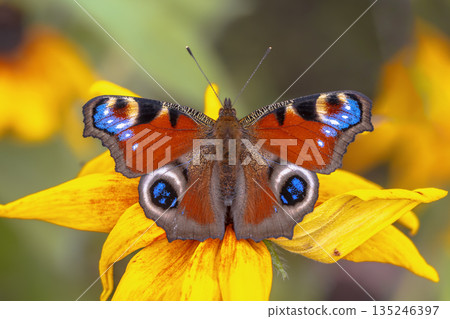 Colorful European Peacock butterfly Colorful European Peacock butterfly 135246397