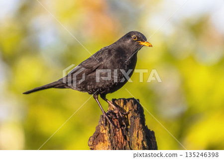 Common blackbird perched on branch with blurred background Common blackbird perched on branch with blurred background 135246398