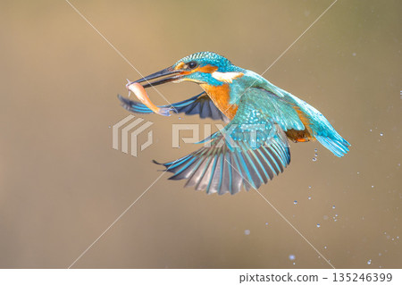 Common European Kingfisher Catching Fish Common European Kingfisher Catching Fish 135246399