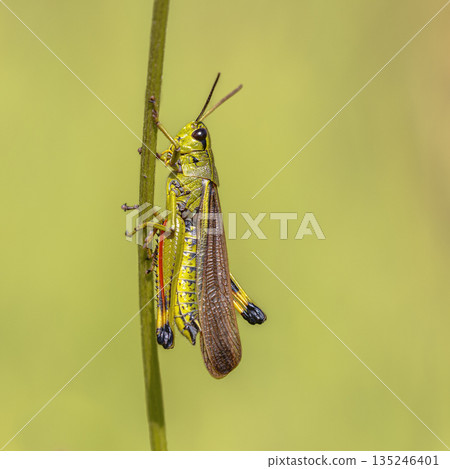 Large marsh grasshopper perched on grass Large marsh grasshopper perched on grass 135246401