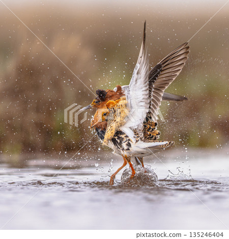 Ruff two birds fighting at lek 135246404