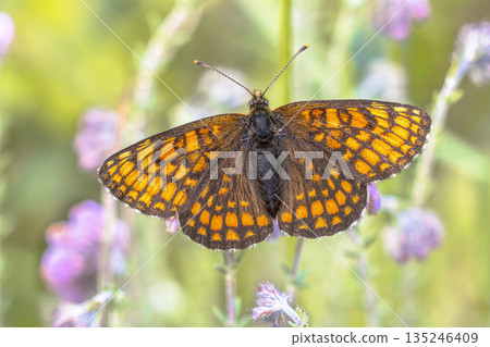 Small Pearl Bordered Fritillary Butterfly 135246409