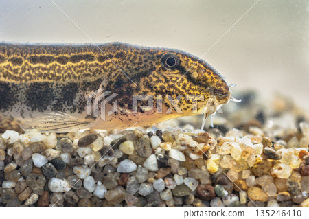 Spined loach in water Spined loach in water 135246410