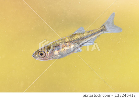 Sunbleak or Belica freshwater fish Sunbleak or Belica freshwater fish 135246412