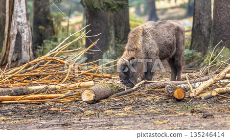 Wisent foraging in the forest Wisent foraging in the forest 135246414