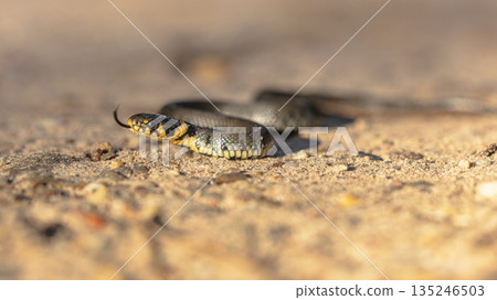 Grass snake sticking tongue out in sand 135246503