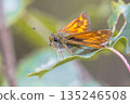 Large skipper resting on leaf 135246508