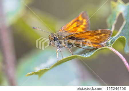 Large skipper resting on leaf Large skipper resting on leaf 135246508