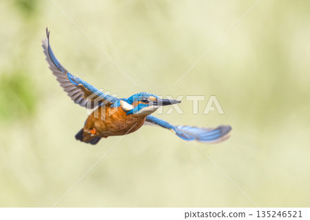 Common European Kingfisher Flying 135246521