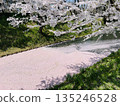 春日景色，櫻花花瓣覆蓋著水面。 135246528