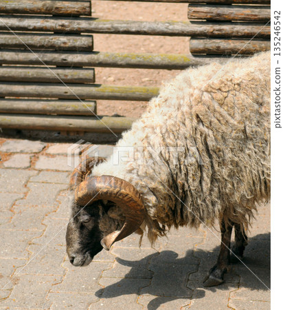 Ram with large curved horns walking on a paved path in a zoo. Ram with large curved horns walking on a paved path in a zoo. 135246542
