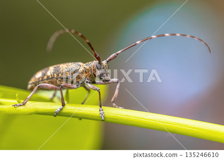 Pine Sawyer Beetle seen from Front Pine Sawyer Beetle seen from Front 135246610