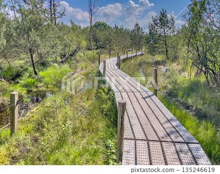 Walking Deck Heathland of Dwingelderveld National Park 135246619