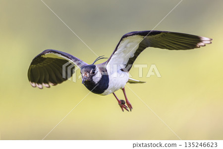 Northern Lapwing Flying on green background 135246623