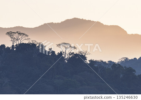 Silhouette of rainforest canopy Silhouette of rainforest canopy 135246630