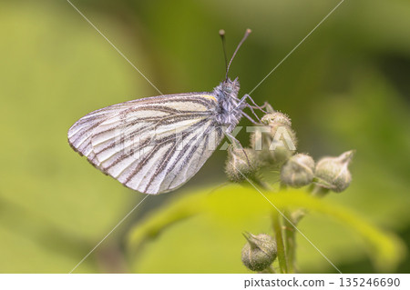Green veined white resting on blackberry 135246690