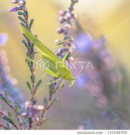 Sickle bearing bush cricket grasshopper Sickle bearing bush cricket grasshopper 135246709