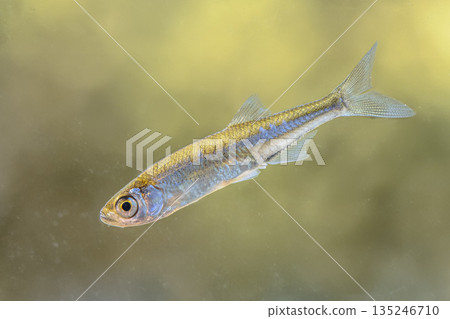 Sunbleak or Belica freshwater fish Sunbleak or Belica freshwater fish 135246710