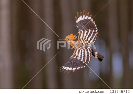Two Eurasian hoopoe perched on branch with crest Two Eurasian hoopoe perched on branch with crest 135246713