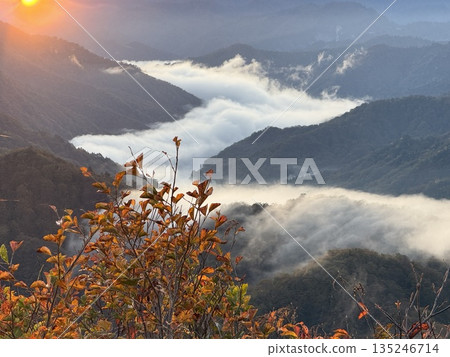 晨曦中,雲海翻騰,秋山染成一片金黃。 晨曦中,雲海翻騰,秋山染成一片金黃。 135246714