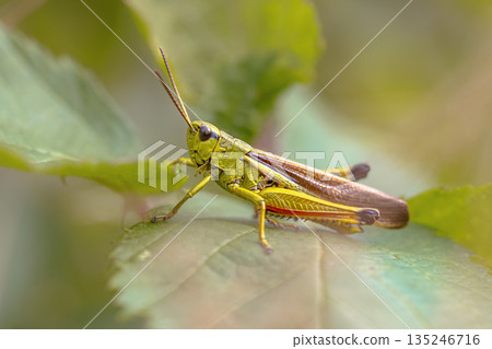 Large marsh grasshopper perched on grass 135246716