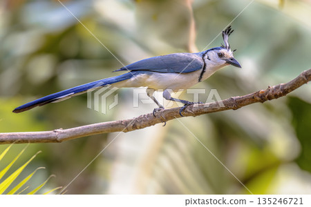 White throated magpie jay on branch 135246721