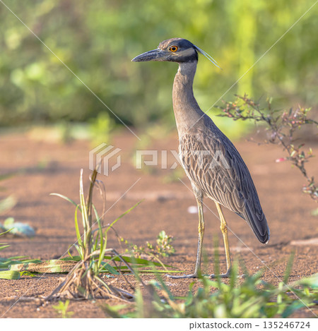 Yellow-crowned night heron in estuary Yellow-crowned night heron in estuary 135246724