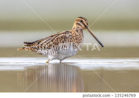 Common snipe wader bird in marshland background Common snipe wader bird in marshland background 135246769