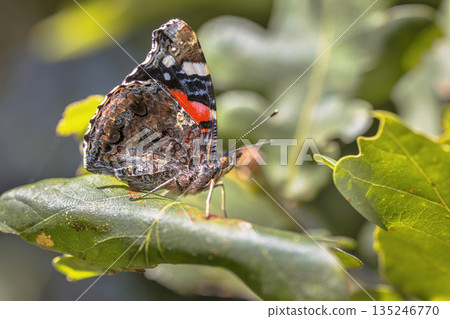 Admiral butterfly resting on oak leaf Admiral butterfly resting on oak leaf 135246770