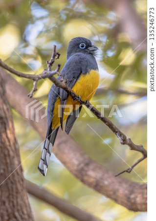 Black-headed trogon perched on branch 135246773