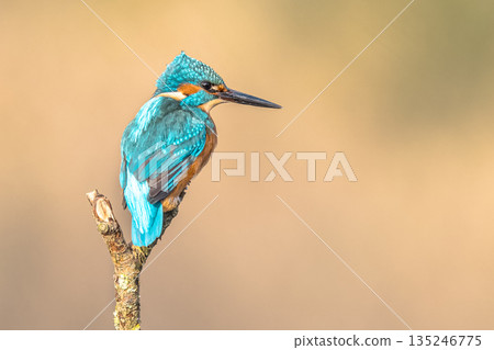 Common European Kingfisher perched on stick on bright background 135246775