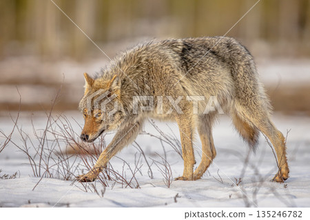 Eurasian Wolf marching in snow landscape Eurasian Wolf marching in snow landscape 135246782