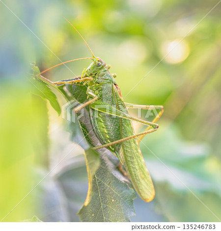 Great Green Bush Cricket green camouflage Great Green Bush Cricket green camouflage 135246783