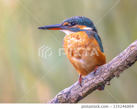 European kingfisher perched on branch with colorful background European kingfisher perched on branch with colorful background 135246804