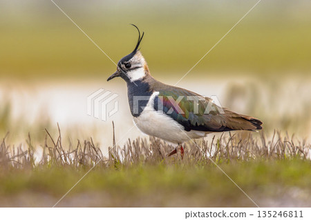 Northern Lapwing Display Behaviour 135246811