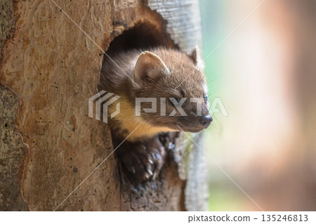 Pine marten looking from tree hollow in forest 135246813