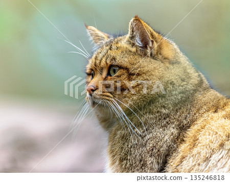 Cute portrait of male European wild cat Cute portrait of male European wild cat 135246818