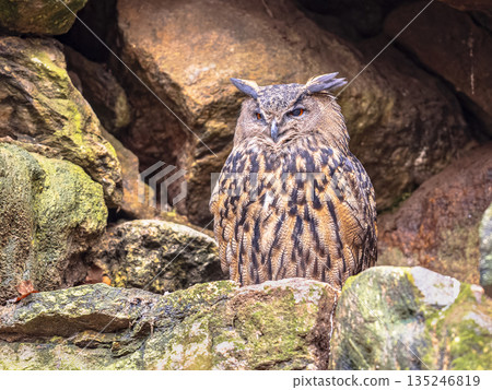 Eurasian eagle-owl looking at camera 135246819