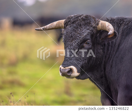 Portrait of Sayaguesa is a Spanish breed of cattle 135246822