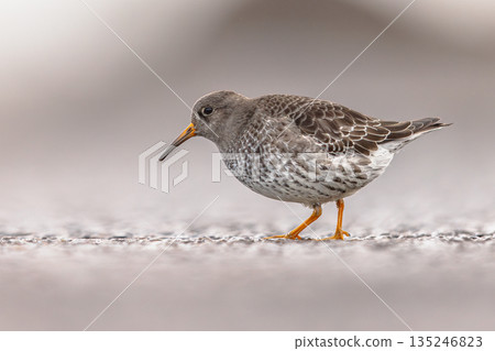 Purple Sandpiper on winter migration in Netherlands Purple Sandpiper on winter migration in Netherlands 135246823
