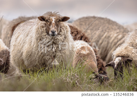 Ancient Breed of long-tailed Sheep Portrait Ancient Breed of long-tailed Sheep Portrait 135246836