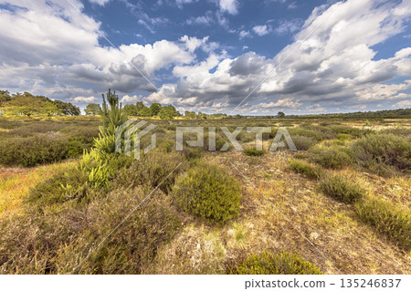 Arid Heathland with open vegetation Arid Heathland with open vegetation 135246837