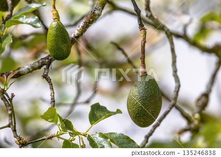 Avocado fruit growing on tree Avocado fruit growing on tree 135246838