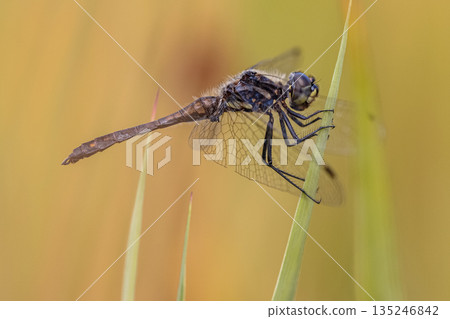 Black Darter Dragonfly basking in the Sun Black Darter Dragonfly basking in the Sun 135246842